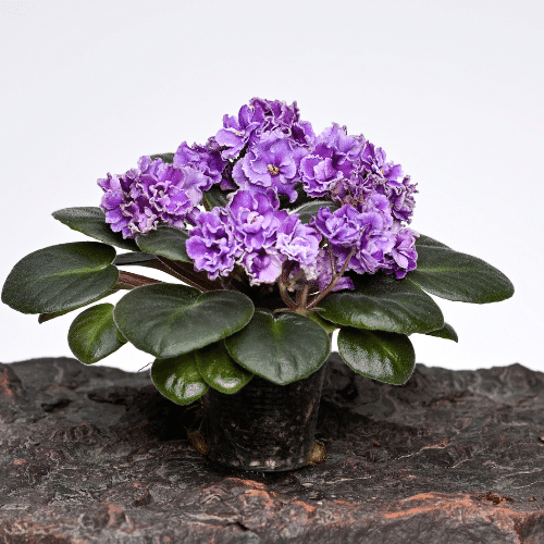 African violets 