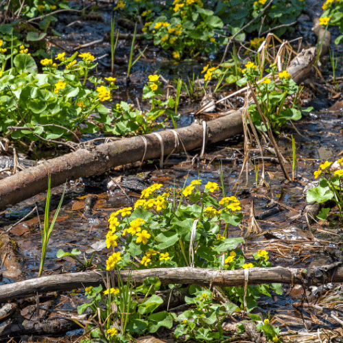 marsh plants