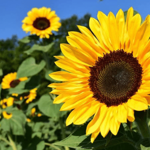 sunflower seeds
