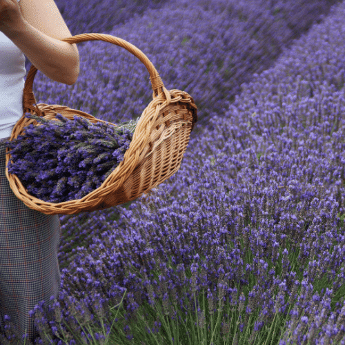 lavender
