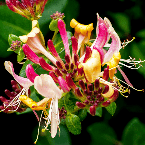 honeysuckle, verbena,